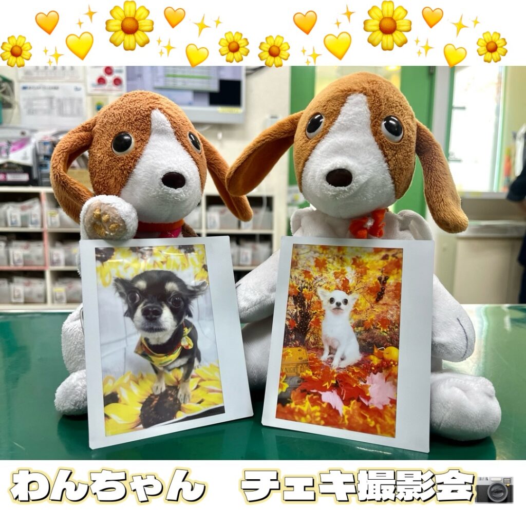 わんちゃんチェキ撮影会（無料）